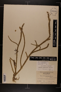 Lycopodiella x copelandii image