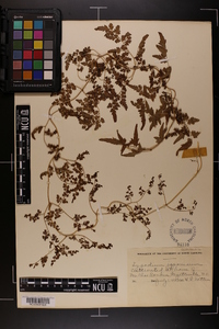 Lygodium japonicum image