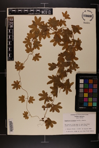 Lygodium palmatum image