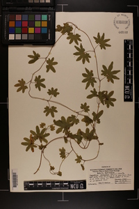 Lygodium palmatum image