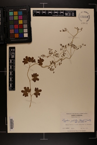 Lygodium palmatum image