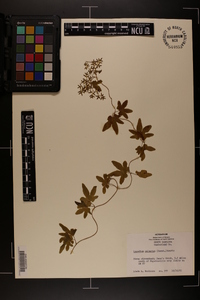 Lygodium palmatum image