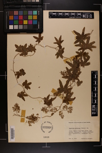 Lygodium palmatum image