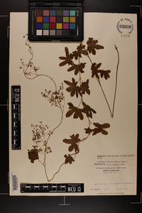 Lygodium palmatum image