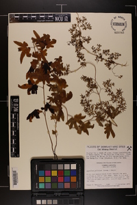 Lygodium palmatum image