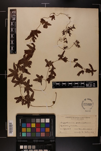 Lygodium palmatum image