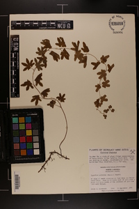 Lygodium palmatum image