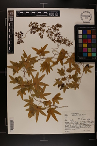 Lygodium palmatum image