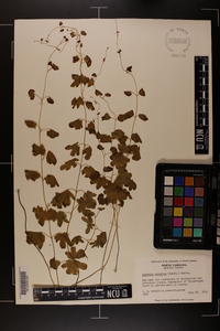 Lygodium palmatum image