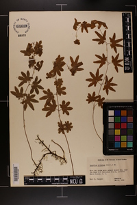 Lygodium palmatum image