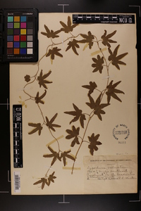 Lygodium palmatum image