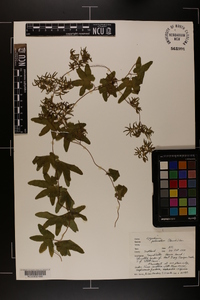 Lygodium palmatum image