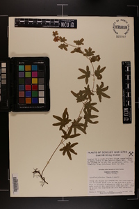 Lygodium palmatum image