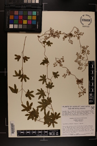 Lygodium palmatum image