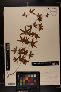 Lygodium palmatum image