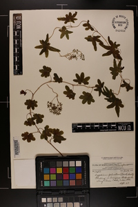 Lygodium palmatum image