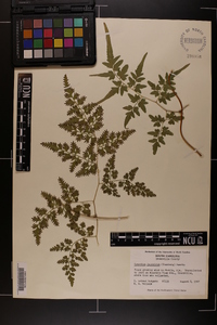 Lygodium japonicum image