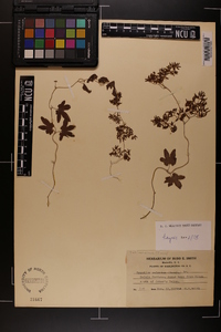 Lygodium palmatum image