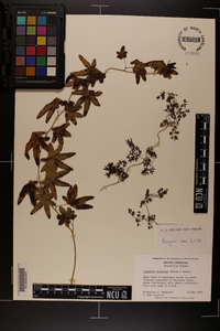 Lygodium palmatum image