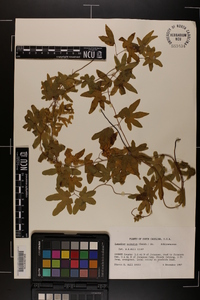 Lygodium palmatum image