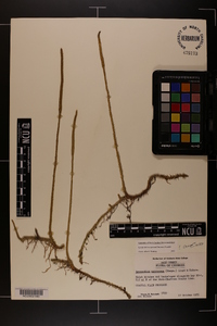 Lycopodiella appressa image