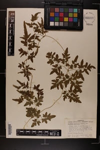 Lygodium japonicum image