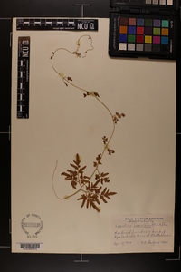 Lygodium japonicum image