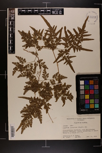 Lygodium japonicum image