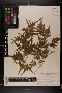 Lygodium japonicum image