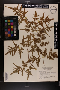 Lygodium japonicum image