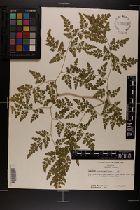 Lygodium japonicum image