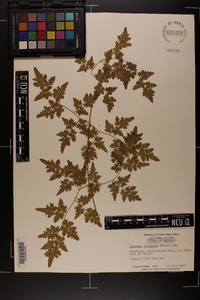 Lygodium japonicum image