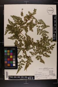 Lygodium japonicum image