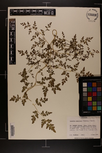 Lygodium japonicum image