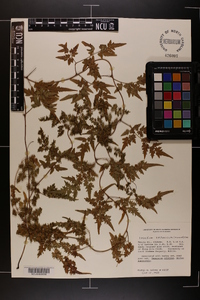 Lygodium japonicum image