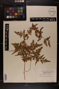 Lygodium japonicum image