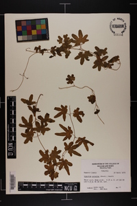 Lygodium palmatum image