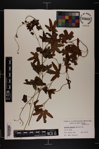 Lygodium palmatum image