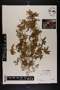 Lygodium palmatum image