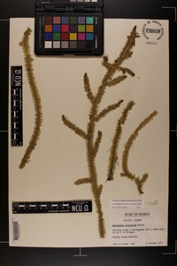 Lycopodiella prostrata image