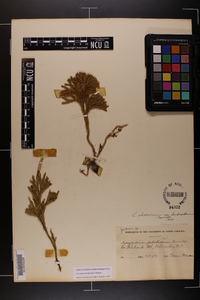 Dendrolycopodium dendroideum image