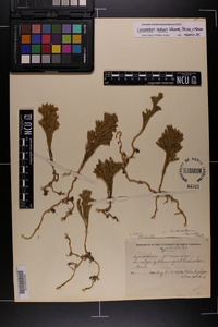 Dendrolycopodium hickeyi image