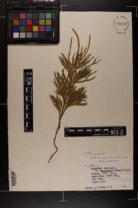 Dendrolycopodium hickeyi image