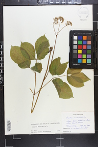 Aralia nudicaulis image