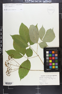 Aralia nudicaulis image