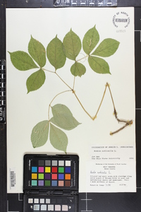 Aralia nudicaulis image