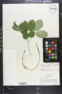 Aralia nudicaulis image