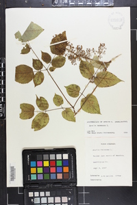 Aralia racemosa image