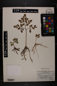 Botrychium lunarioides image