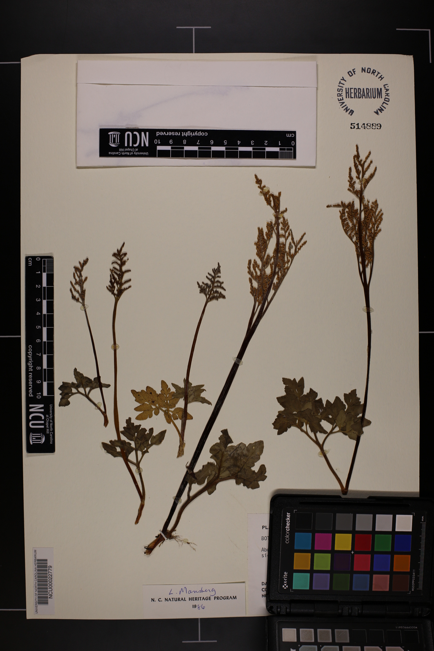 Sceptridium oneidense image